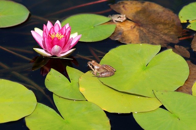 Free download frog water lily leaves pond nature free picture to be edited with GIMP free online image editor