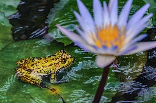 دانلود رایگان Frog Water Lily Nature - عکس یا تصویر رایگان قابل ویرایش با ویرایشگر تصویر آنلاین GIMP