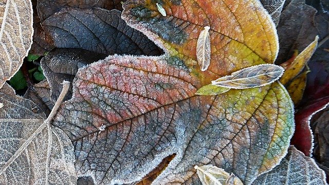 Muat turun percuma Frost Autumn Cold - foto atau gambar percuma percuma untuk diedit dengan editor imej dalam talian GIMP