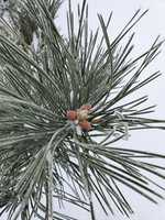 Free download Frost on pine cones and tree free photo or picture to be edited with GIMP online image editor