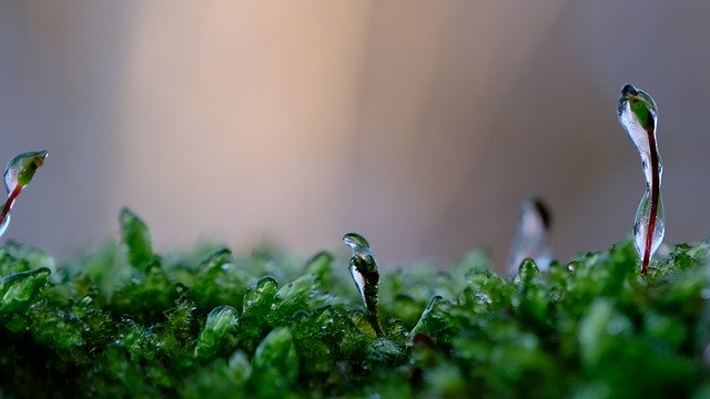 Free download frost plant moss wallpaper free picture to be edited with GIMP free online image editor