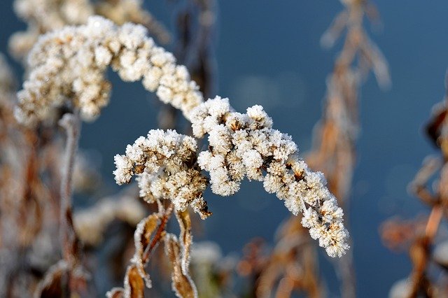 Free download frost plants lake winter flowers free picture to be edited with GIMP free online image editor