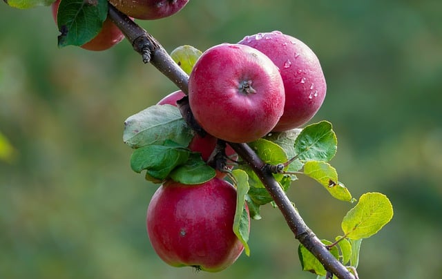 Free download fruit apple rain organic growth free picture to be edited with GIMP free online image editor