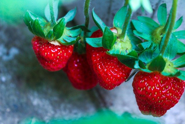 Free download fruits strawberries garden close up free picture to be edited with GIMP free online image editor