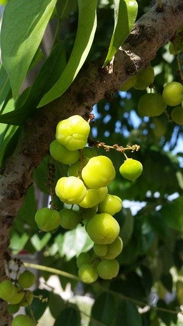 Téléchargement gratuit de Fruit Tree Green - photo ou image gratuite à modifier avec l'éditeur d'images en ligne GIMP