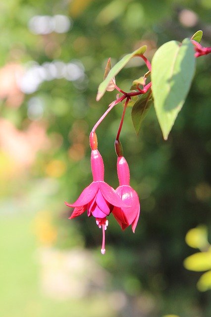 বিনামূল্যে ডাউনলোড করুন Fuchsia Red Flowers - বিনামূল্যে ছবি বা ছবি GIMP অনলাইন ইমেজ এডিটর দিয়ে সম্পাদনা করতে হবে