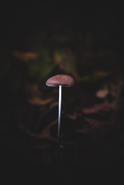 Free download fungi dark night forest nature free picture to be edited with GIMP free online image editor