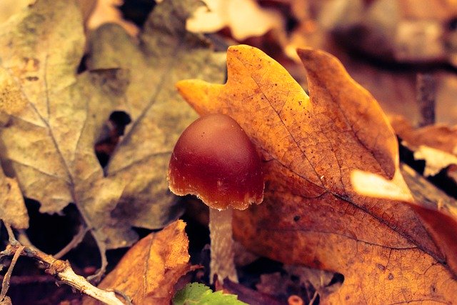 Free download fungi fungus leaves fall autumn free picture to be edited with GIMP free online image editor