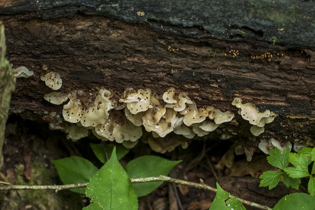 Free download fungus fungi mushroom nature free picture to be edited with GIMP free online image editor