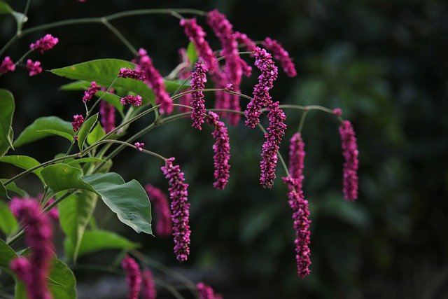 Free download garden plant flowers purple flowers free picture to be edited with GIMP free online image editor