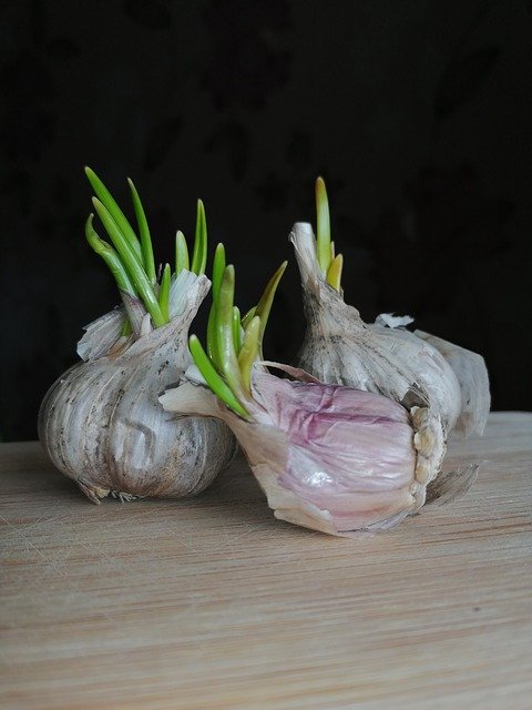 Unduh gratis Garlic Eating Spring - foto atau gambar gratis untuk diedit dengan editor gambar online GIMP