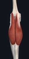 Free download gastrocnemius-small free photo or picture to be edited with GIMP online image editor