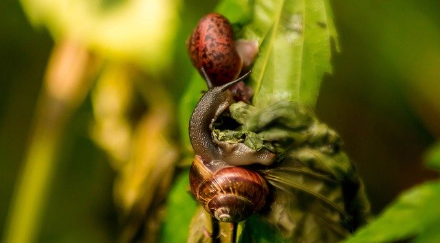 Free download Gastropod Snail Nature Clam -  free photo or picture to be edited with GIMP online image editor