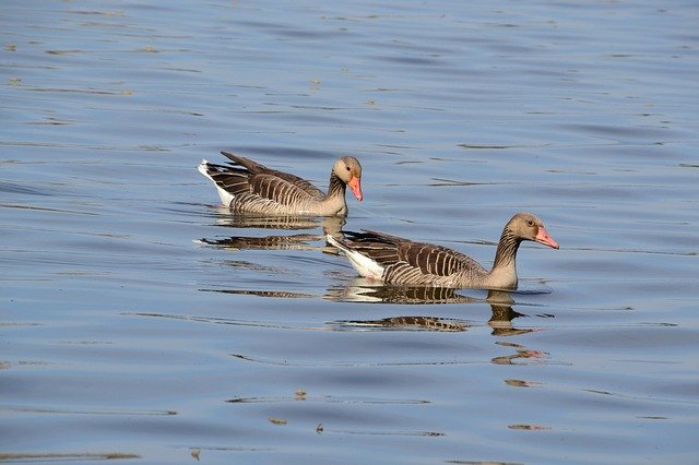 Téléchargement gratuit Oies Oiseaux Eau - photo ou image gratuite à modifier avec l'éditeur d'images en ligne GIMP