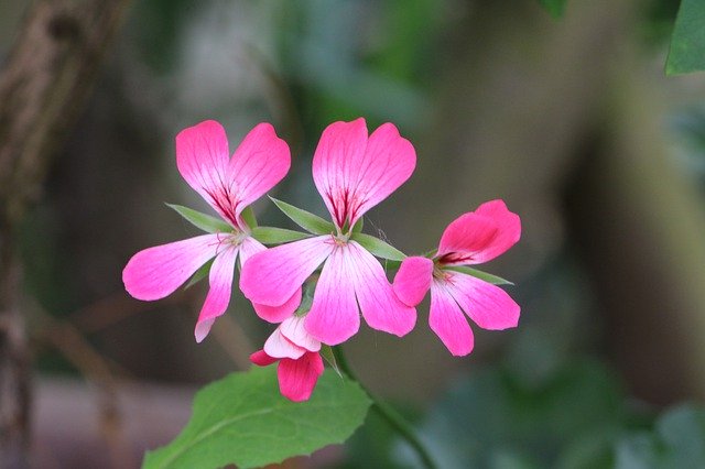 Téléchargement gratuit de fleur de géranium rose - photo ou image gratuite à éditer avec l'éditeur d'images en ligne GIMP