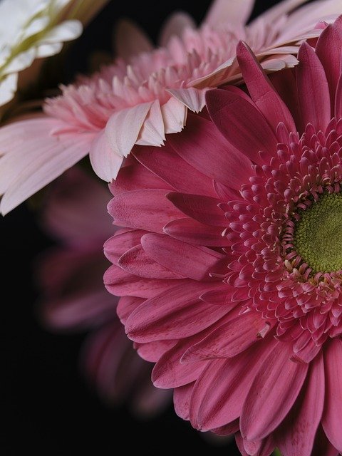 Free download gerbera flowers plant pink flowers free picture to be edited with GIMP free online image editor