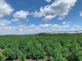 Free download Get The Best Hemp Cultivating Tips From Professionals free photo or picture to be edited with GIMP online image editor