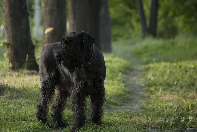 Free download giant schnauzer dog path walk free picture to be edited with GIMP free online image editor