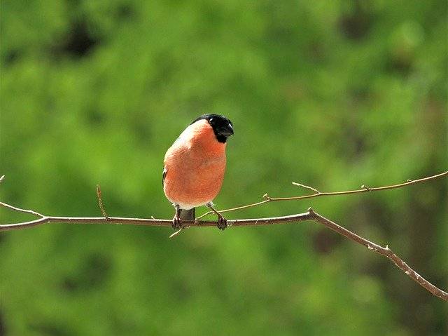 Bezpłatne pobieranie Gimpel Bullfinch Bird - darmowe zdjęcie lub obraz do edycji za pomocą internetowego edytora obrazów GIMP