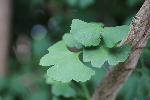 Free download ginkgo biloba leaves tree ginkgo free picture to be edited with GIMP free online image editor