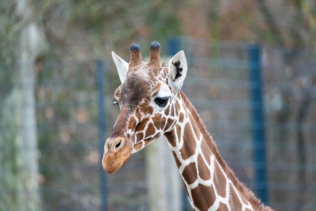 Free download giraffe horns mammal zoo wilhelma free picture to be edited with GIMP free online image editor