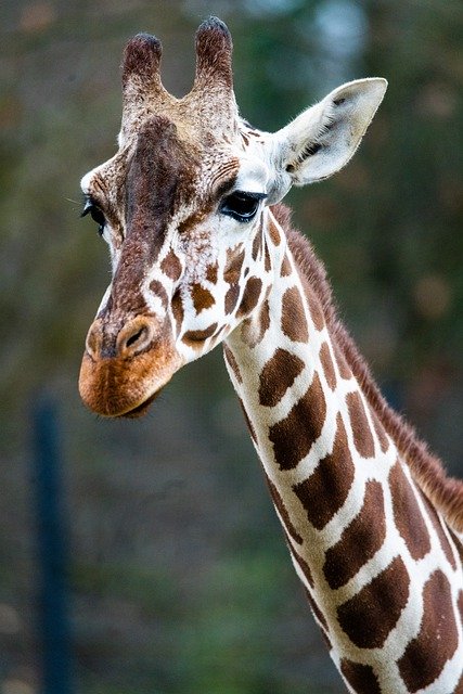 Free download giraffe horns neck mammal zoo free picture to be edited with GIMP free online image editor