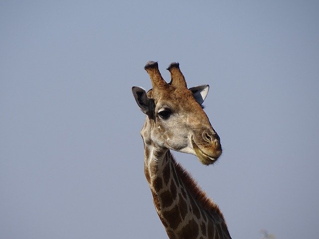 ດາວ​ໂຫຼດ​ຟຣີ Giraffe Namibia Africa - ຮູບ​ພາບ​ຟຣີ​ຫຼື​ຮູບ​ພາບ​ທີ່​ຈະ​ໄດ້​ຮັບ​ການ​ແກ້​ໄຂ​ກັບ GIMP ອອນ​ໄລ​ນ​໌​ບັນ​ນາ​ທິ​ການ​ຮູບ​ພາບ​