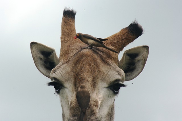 Free download giraffe oxpeckers forehead close up free picture to be edited with GIMP free online image editor