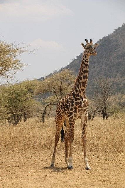 Téléchargement gratuit Giraffe Tanzanie Safari - photo ou image gratuite à éditer avec l'éditeur d'images en ligne GIMP