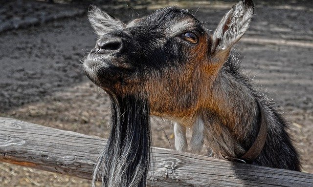 Free download goat animal livestock goatee free picture to be edited with GIMP free online image editor