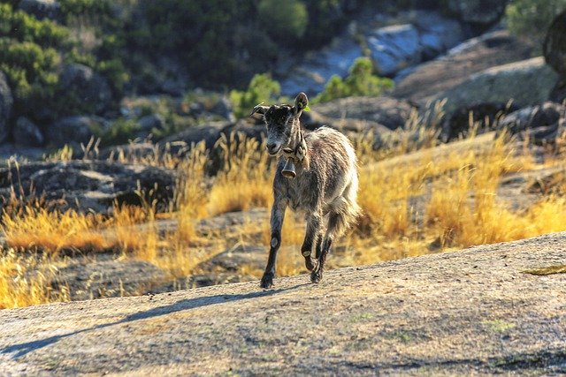 Free download goat animal meadow mammal free picture to be edited with GIMP free online image editor