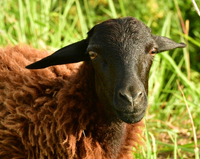 Unduh gratis templat foto Kambing Kambing Domba gratis untuk diedit dengan editor gambar online GIMP