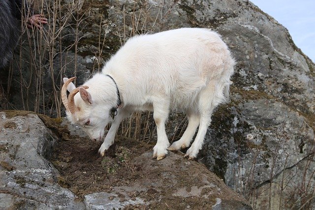 Ücretsiz indir Goat Mammal Kid - GIMP çevrimiçi resim düzenleyici ile düzenlenecek ücretsiz fotoğraf veya resim