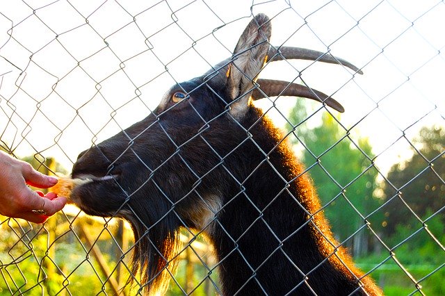 Free download goat the goat behind the fence rye free picture to be edited with GIMP free online image editor