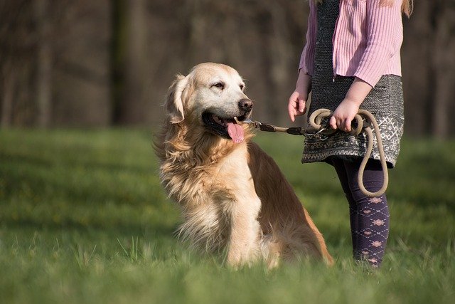 Free download golden retriever dog animal to sit free picture to be edited with GIMP free online image editor