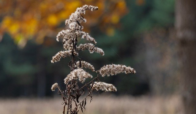 Free download goldenrod seeds autumn colours free picture to be edited with GIMP free online image editor