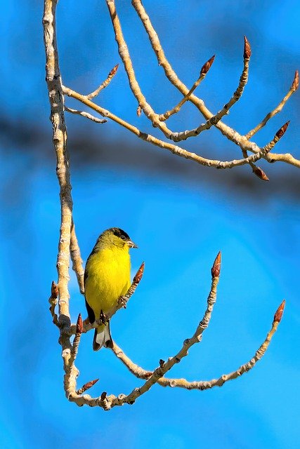 Free download goldfinch bird tree buds claws free picture to be edited with GIMP free online image editor