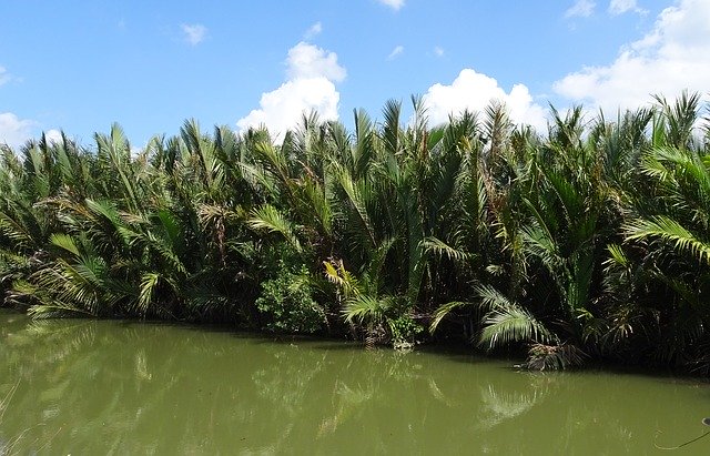 Téléchargement gratuit Golpatta Nipa Fruticans Palm - photo ou image gratuite à éditer avec l'éditeur d'images en ligne GIMP