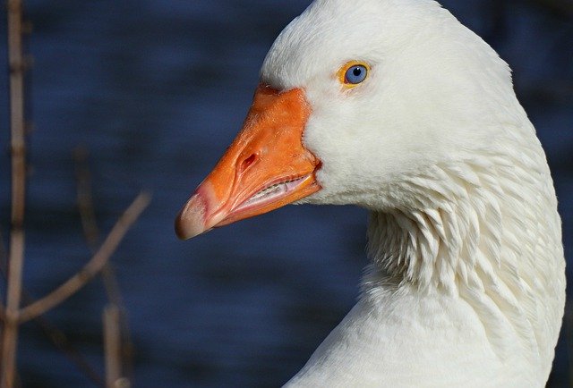 Free download goode water bird animal feather free picture to be edited with GIMP free online image editor