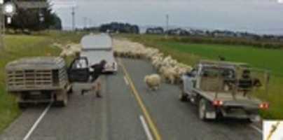 免费下载 Google Maps - Sheep Blocking Road in New Zealand 免费照片或图片可使用 GIMP 在线图像编辑器进行编辑