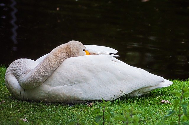 ガチョウの動物の鳥