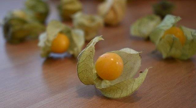 ดาวน์โหลด Gooseberry Physalis Healthy ฟรี - ภาพถ่ายหรือรูปภาพฟรีที่จะแก้ไขด้วยโปรแกรมแก้ไขรูปภาพออนไลน์ GIMP