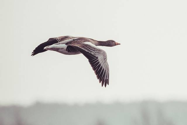 Free download goose bird in flight greylag goose free picture to be edited with GIMP free online image editor