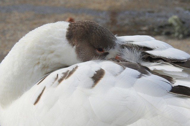 Kostenloser Download Gänse Ente Stockente Vogel Wasservögel kostenloses Bild zur Bearbeitung mit dem kostenlosen Online-Bildbearbeitungsprogramm GIMP