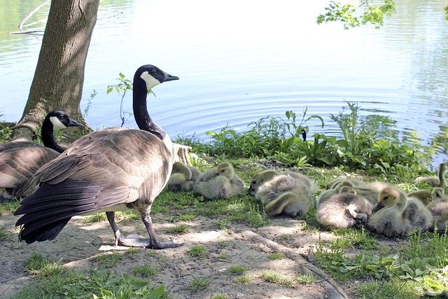 Free download goose geese poultry nature birds free picture to be edited with GIMP free online image editor