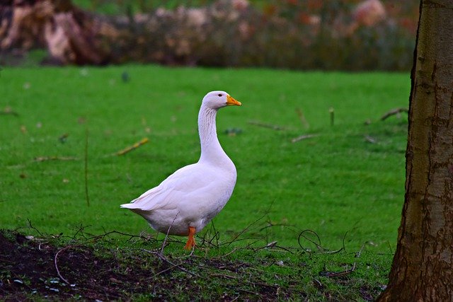 Free download goose water bird animal bill free picture to be edited with GIMP free online image editor