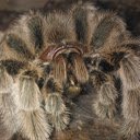 Grammostola north Tarantula 2  screen for extension Chrome web store in OffiDocs Chromium