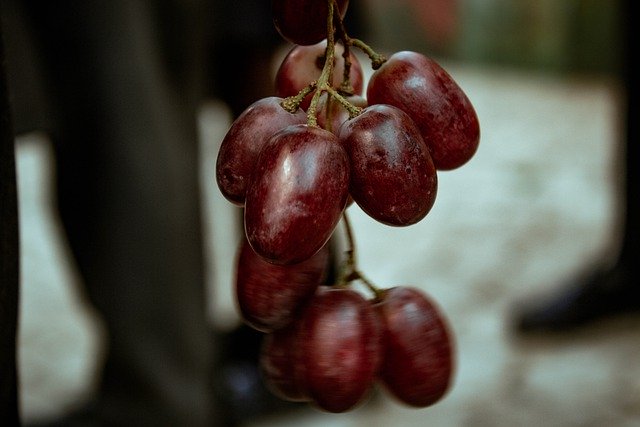 Free download grapes grapefruit fruits red free picture to be edited with GIMP free online image editor