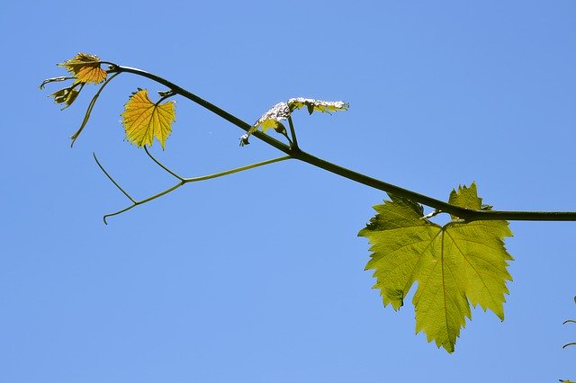 Téléchargement gratuit de Grapevine Vine Wine - photo ou image gratuite à éditer avec l'éditeur d'images en ligne GIMP