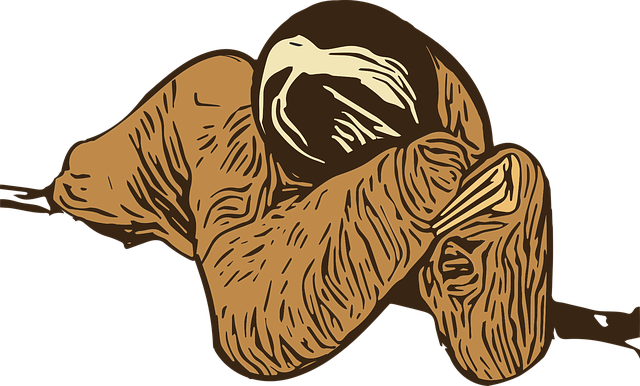 Free download Graphic Sloth Wild - Free vector graphic on Pixabay free illustration to be edited with GIMP free online image editor